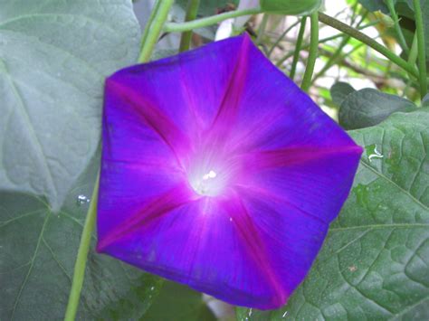 Morning Glory Free Stock Photo - Public Domain Pictures