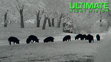 Night Vision Hunting | 17 Hogs Down in 5 Hours - YouTube