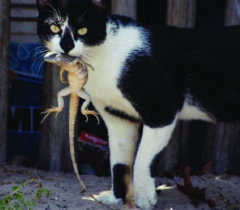 Attempted predation by a Domestic Cat (Felis catus) on a Western ...