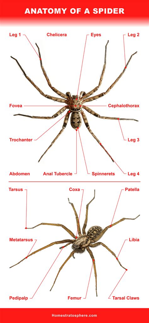 Arachnid Diagram