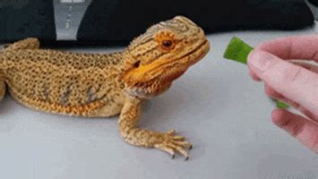 Bearded Dragon Lizard GIF - Find & Share on GIPHY