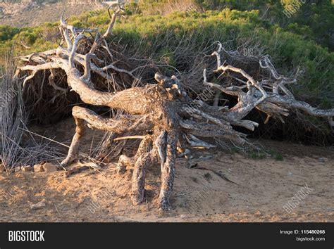 Windswept Pine Trees Image & Photo (Free Trial) | Bigstock