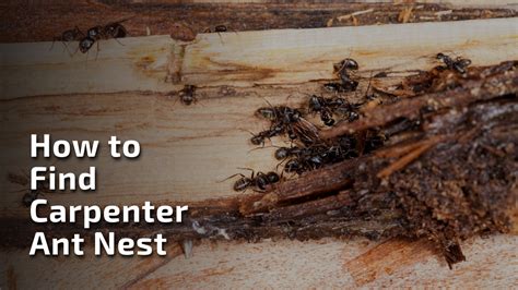 Carpenter Ants – pestinformer.com