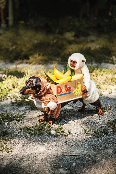 19 Costumes That Prove Dachshunds Always Win At Halloween