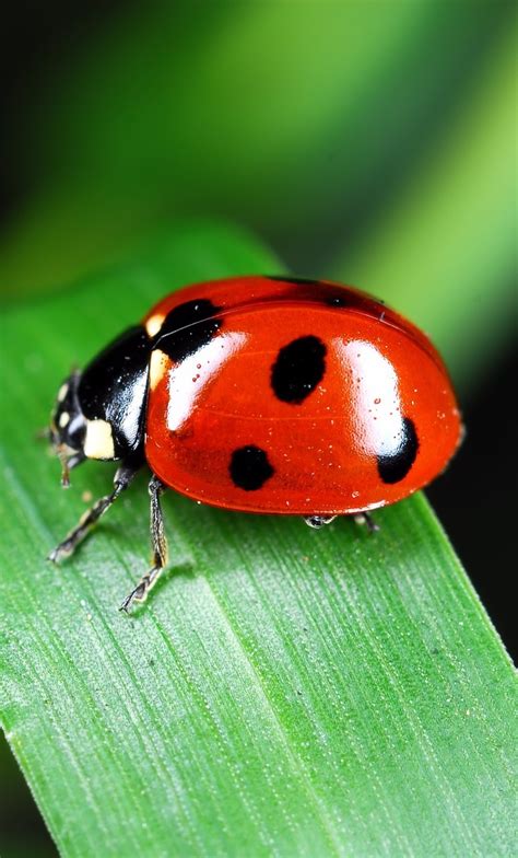 Picture of a red ladybug on a leaf - About Wild Animals