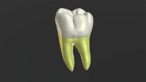 Mandibular Permanent Left First Molar - 3D model by ramiammoun [f226aef ...