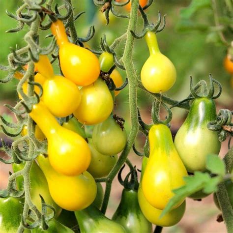 Our 5 Favourite Tomato Varieties