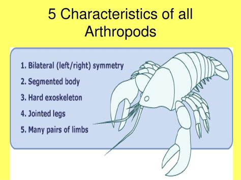 Three Characteristics All Arthropods Share