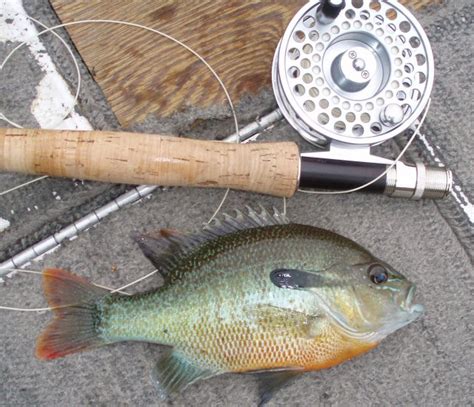 Redbreast Sunfish — Panfish On The Fly