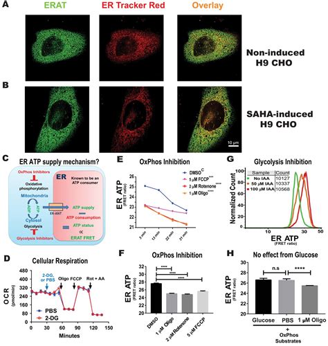 Mitochondria supply ATP to the ER through a mechanism antagonized by cytosolic Ca2+ | eLife