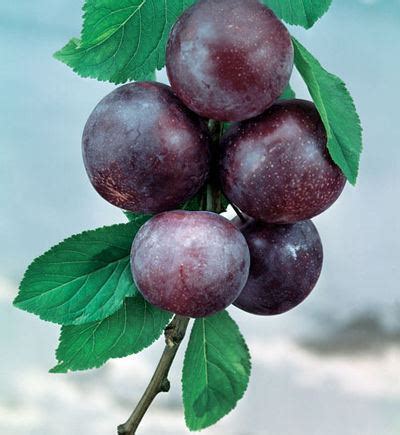 Prunus salicina - Alchetron, The Free Social Encyclopedia