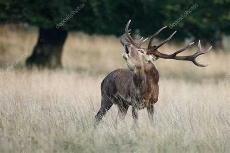 Red deer in mating season — Stock Photo © MennoSchaefer #126741886