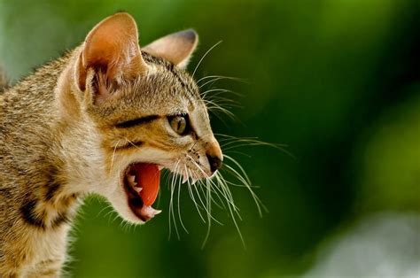 Why Is My Cat Growling? 7 Reasons You Should Know - Cats.com