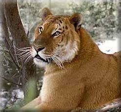 Tigon