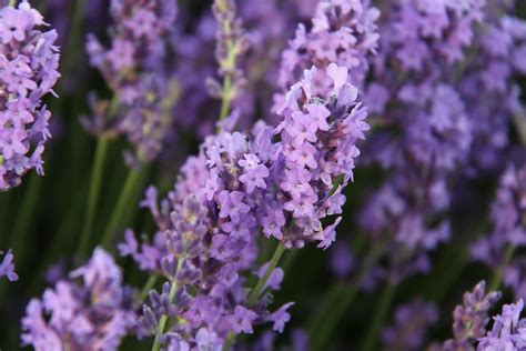 Norfolk Lavender | Field of Norfolk Lavender at Heacham | By: Dave Catchpole | Flickr - Photo ...