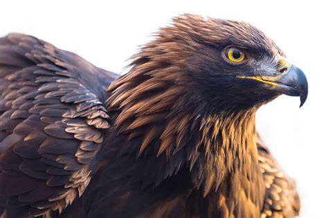 Golden eagle, Eagle animals, Eagle