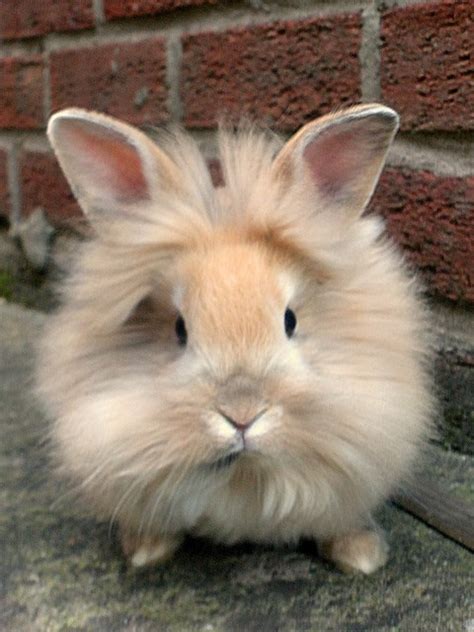 Lionhead Rabbit Archives - Fuzzy Today