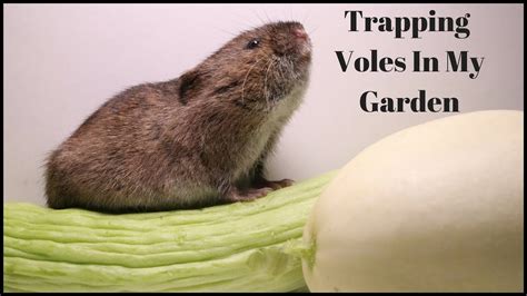 Trapping Voles In My Garden. Mousetrap Monday. - YouTube