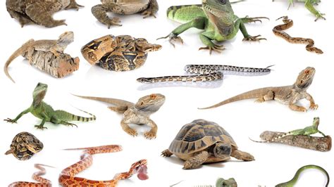 Lizards For Pets