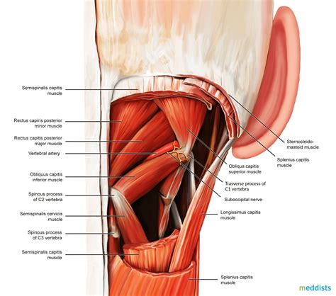 Occipital Triangle