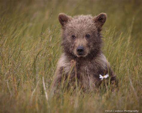 More Cute Cubs - Photographing Grizzly Bears - Part 7 - David L Godwin Photography