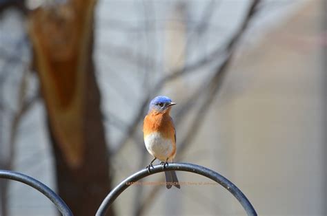 CAN WEATHER AFFECT EARLY BLUEBIRD NESTING? | backyardwildlifeconnection