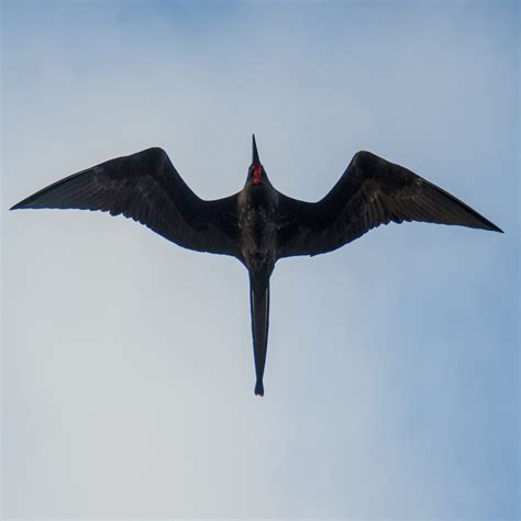 How frigate birds stay aloft for months