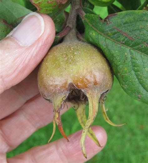 Medlar - Tree Guide UK Medlar tree identification