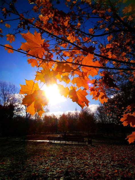 Free download | HD wallpaper: autumn, maple, nature, golden autumn, tree, plant, orange color ...