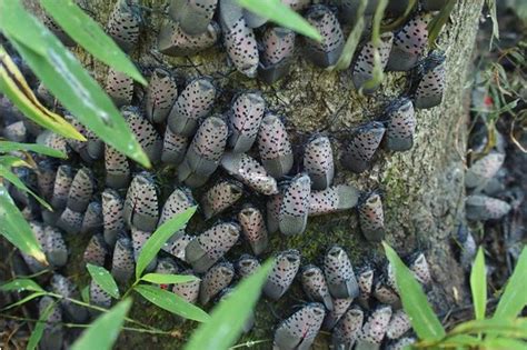 How do I kill a spotted lanternfly? 5 ways to try. - nj.com