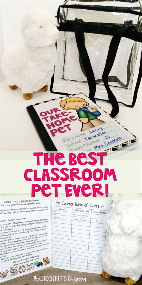 The Best Classroom Pet Ever! | Classroom pets, Class pet, Pets preschool