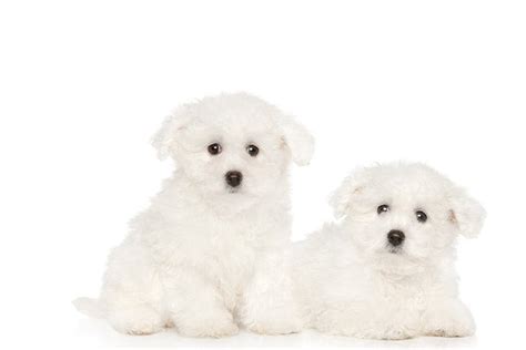 Bichon Frise Puppies For Sale In Oklahoma