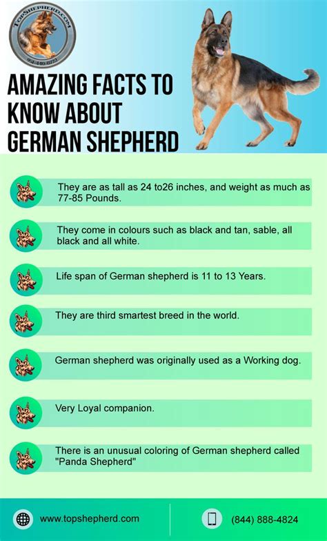 Amazing facts to know about #German_shepherd. | German shepherd puppies ...