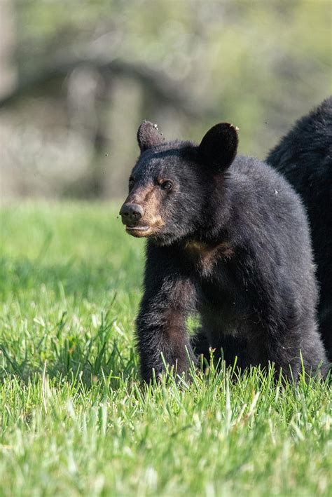 Black Bear Cub Photograph by Adam Shriver - Pixels