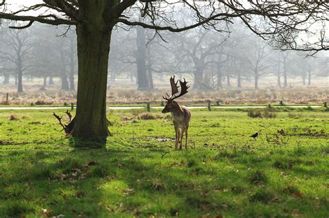 Richmond Park - WorldAtlas