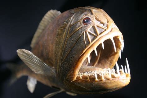 Fangtooth Fish | Deep sea creatures, Weird animals, Animals