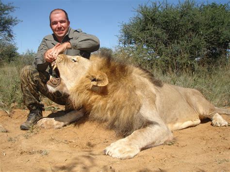 African lion hunting