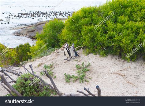 African Penguin Colony On Cape Peninsula Stock Photo 653109715 ...