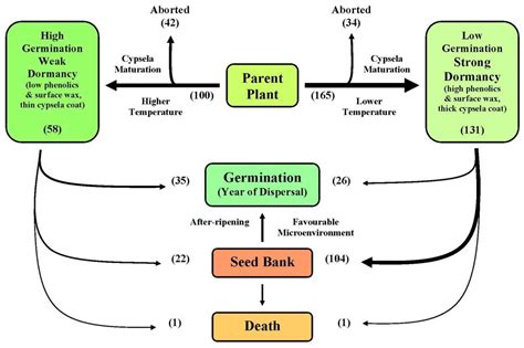 Seeds | Free Full-Text | Environmental Regulation of Weed Seed Dormancy and Germination