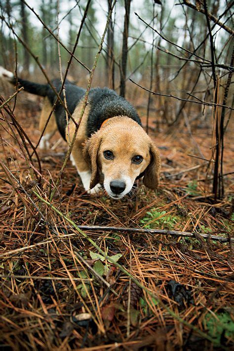 35 Best Beagle Hunting images | Beagle, Beagle hunting, Beagle puppy