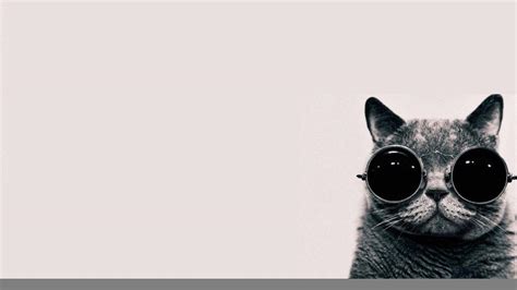 34 Perfect Cat Wallpaper With Glasses Free To Download | EWallpaperStock