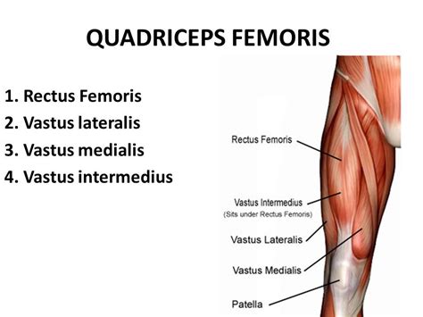 Quadriceps Femoris