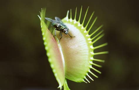 Carnivorous Plants for Insect Control? No Way!