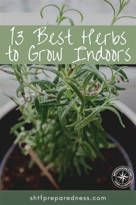 13 Best Herbs to Grow Indoors - SHTFPreparedness