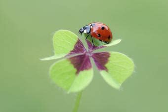 Are Ladybugs Good Luck? Understanding This Superstition | LoveToKnow