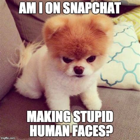 11+ Funny Dumb Dog Memes - Factory Memes