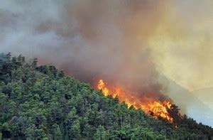 Forest fire in Jammu and Kashmir | News Shots