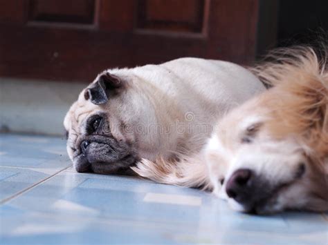 Portraits Photo of a Lovely White Fat Cute PUG Dog Laying on Cold ...