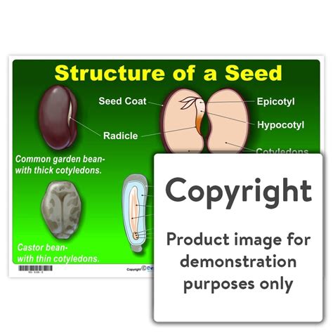 Structure of a Seed — Depicta