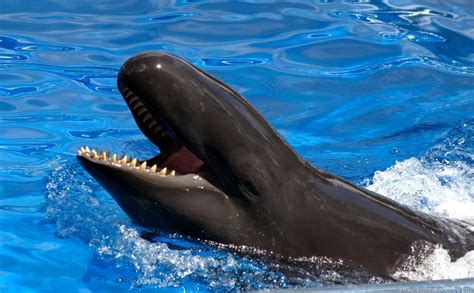 Descubren al primer híbrido de delfin-ballena en Hawaii | Almomento.Mx